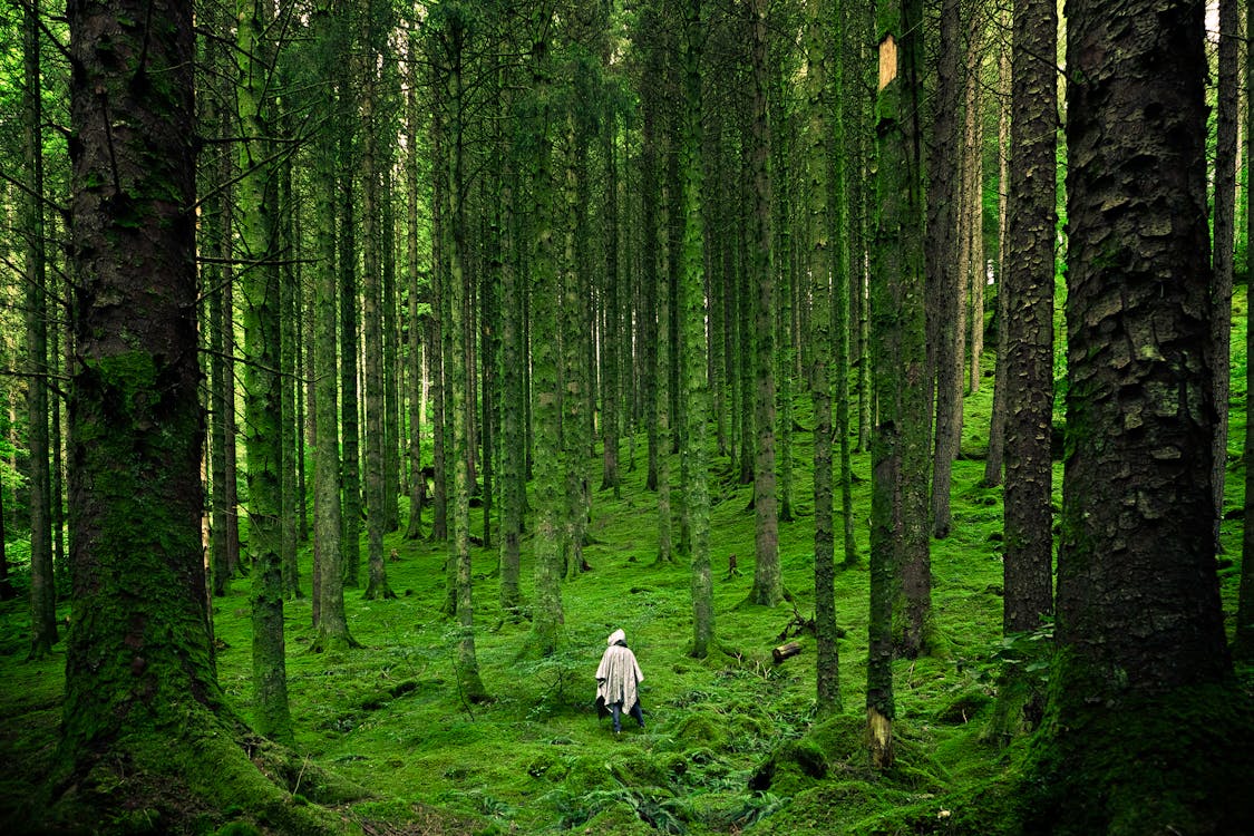 Forest hiking trail near Valemount BC